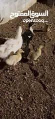  4 بط من صغير لا كبير الي بدك اياه اشي فخم