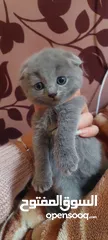  2 Scottish fold male and female kittens