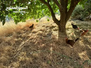  5 دجاج للبيع البزره القديمه
