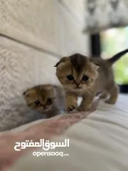  2 بسم الله ما شاء الله
