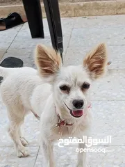  1 كلب شيواوا العمر 8 شهور ماخذ كل المطاعيم الكلب ممتاز لعوب جدا جدا بحب صاحبو الكلب محلوق شعرو عشان.