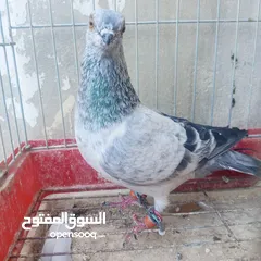  2 حمام للبيع
