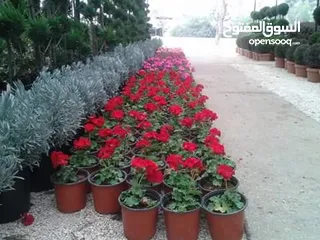  3 بعد إذن الإدارة  متوفر لدينا شجر زنزلخت الشماسي إيطالي أنثى ارتفاع من 180 سم إلى 250 سم سعر الشجره 6