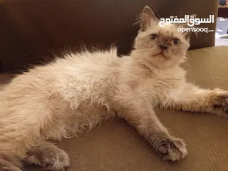  4 أنثى هيمالايا بصحة جيدة جدا للييع بسعري معري بلون عينين ازرق وفراء ناعم