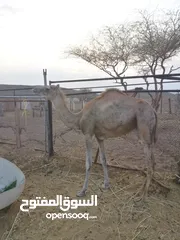  1 بكره للبيع