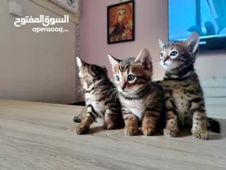  4 قطط بنغال كيتنز