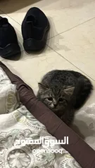  1 قطه عمرها تقريباً 3 شهور للتبني