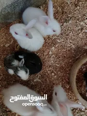  4 ارانب للبيع