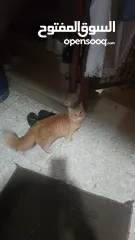  7 بيع قطط شيرازي