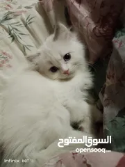  1 اناث سكوتش ستريت