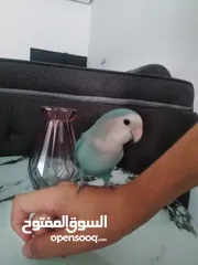  1 ببغاء روزا