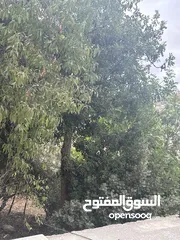  2 خروب للبيع على شجرته وموجود شوالين