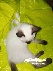  5 قطط سيامي بسعر معقول