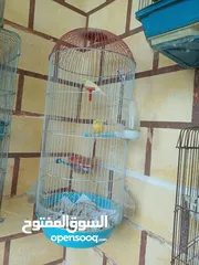  8 عصافير كنار للبيع جواز جاهزه في  اشي مع بيض واشي مش مع بيض وفي فراخ صغار جواز