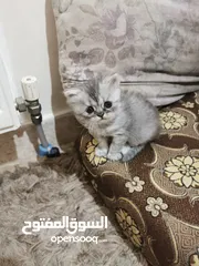  2 قطة شانشيلا عمرها سنة مع صغارها عدد 3 عمر شهرين