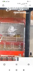  1 جوز كوكتيل بسعر مغري مع كوخ ذكر البينو وقفص جوز جاهز 60 مافي اي مجال لا السعر كل الاحترام للجميع