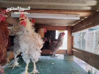  2 دجاج كيرلي  منزلي بلدي    (4 دجاج و1  ديك)4 chicken and 1 roster