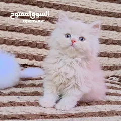  1 ذكر هملاي عمر شهرين