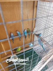  3 طيور حب تركيبي وابو العباية