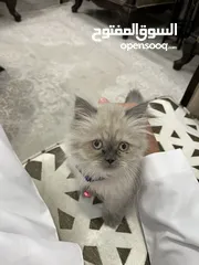 1 هملايا وايت عمر 4 اشهر مع جميع اغراضها