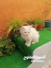  2 قط شيرازي اصلي أنثى