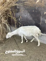  2 جاعدة يمنية زينه لتربيه او لذبح