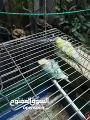  5 كوم عصافير للبيع