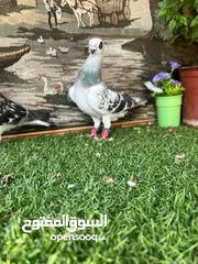  10 متاح جواز البيع