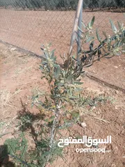  7 مزرعه للبيع مادبا لب