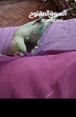  1 ببغاء كساندرا متكلم لعووب  ذكر بدايه طوق حبه بتسبح للي خلقها صحه ونضافه حجم دبل دبل دبل جامبو