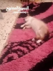  5 قط للبيع لطيف