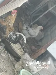  6 دجاج عرب مال بيت ملقح ديج ودجاجتين بياضات
