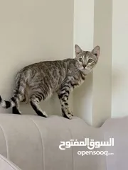  1 قطة بنغال بيور العمر سنة Pure Bengal cat age 1 year