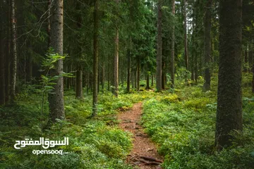  25 صور على الحائط (ستيكرز)