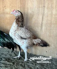  2 طيره بنت التتون طير مستورد