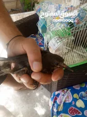  2 حسون صحراوي  شحرور.