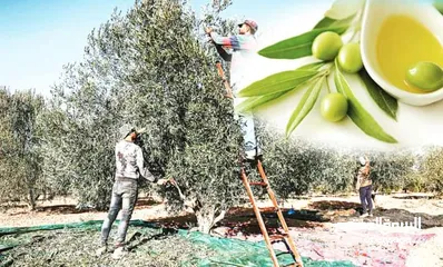  9 زيت بجوده مكفول