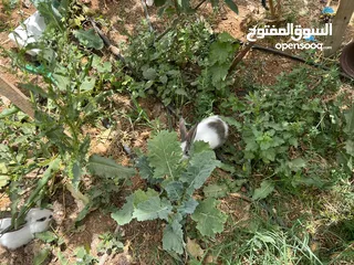  2 أرانب صغيرة