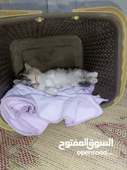  3 قطة هملايا بيرشن