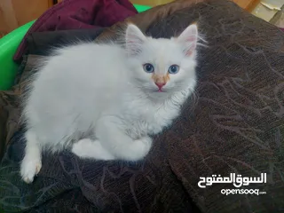  2 قطط جميله منوعه مكس شانشيلا سكوتس فولد مع بلدي
