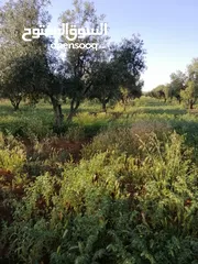  4 مزرعة حمص اخضر مكسيكي نخب أول للضمان