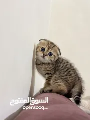  5 جولدن سكوتش فولد وستريت مستويات حلوة