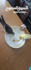  9 كوكتيل  واحد وايت فيس