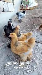  3 دجاج ابرهام