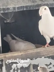  6 حمام نخب صحه ونضافه للبيع