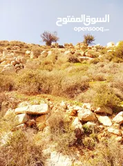  6 قطعة ارض للبيع تصنيف B كوشان طابو