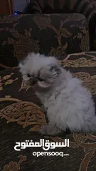  4 قطه انثى سكوتش مكس هملايا عمر شهر ونص