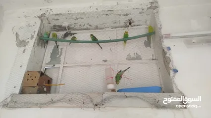  3 طيور الحب البادجي بدل على كنار