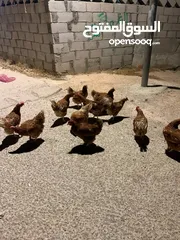  1 12 جاجه هنديه للبيع جاجات نخب للبيع