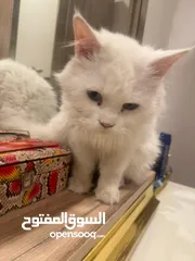  2 قطه نثيه شيرازي حلوه